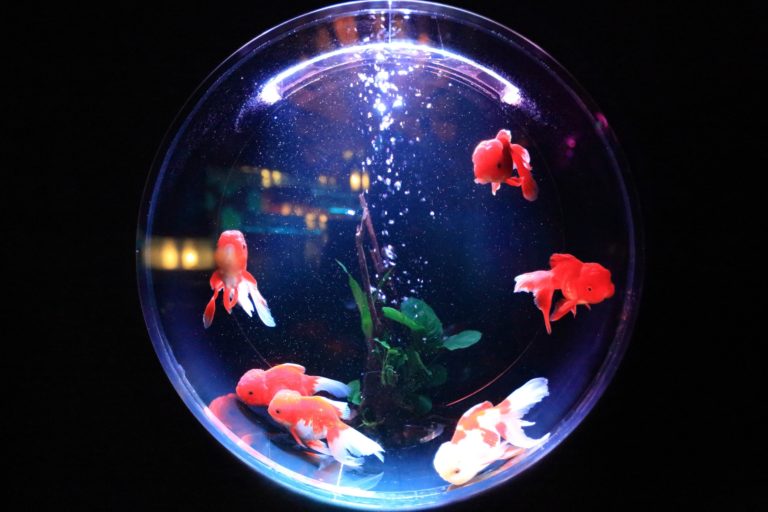 Avand – виробництво та продаж акваріумів